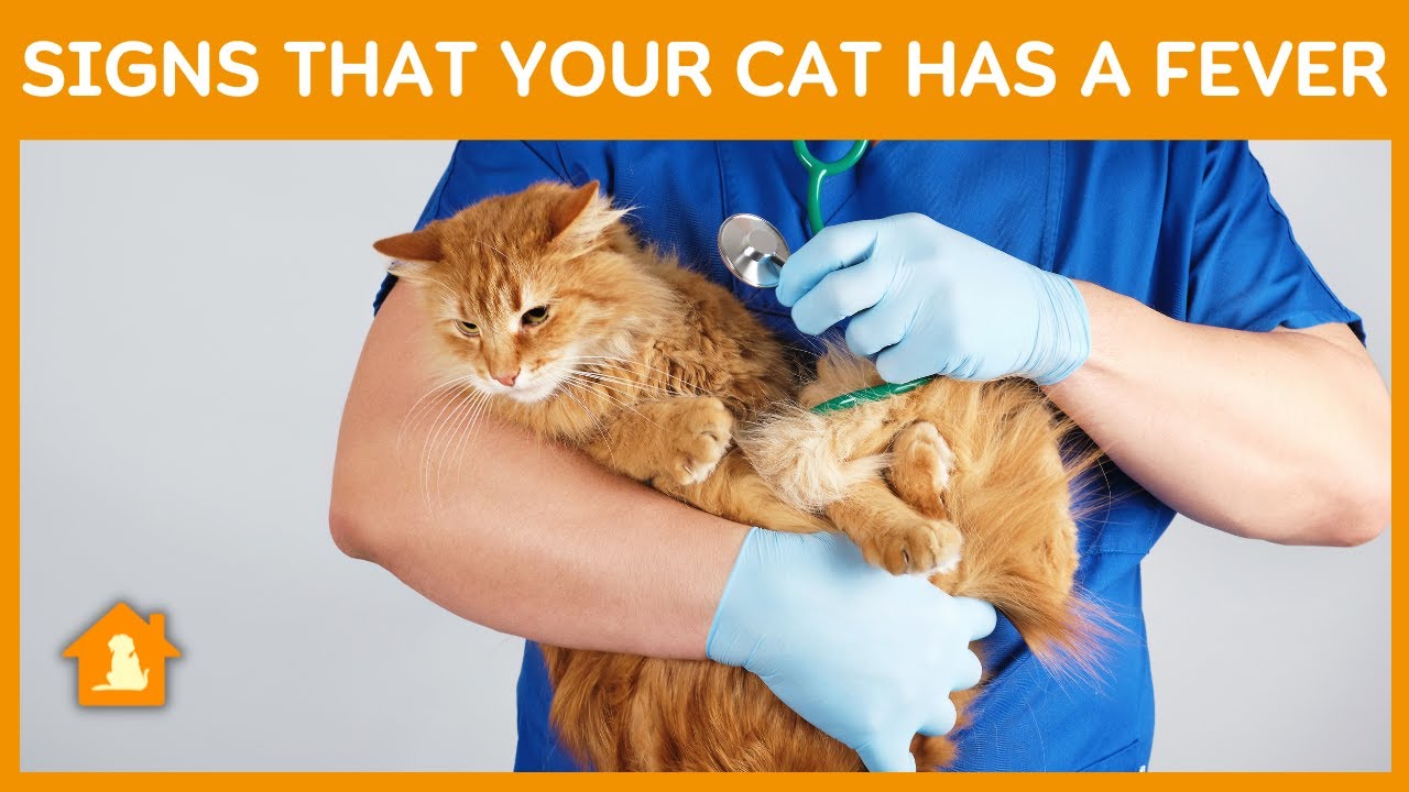 Signs That Your Cat Has a Fever | Symptoms and Treatments | Pets Guideline