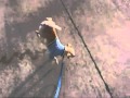 Chihuahua Urinates While Standing On Front Legs Very Funny