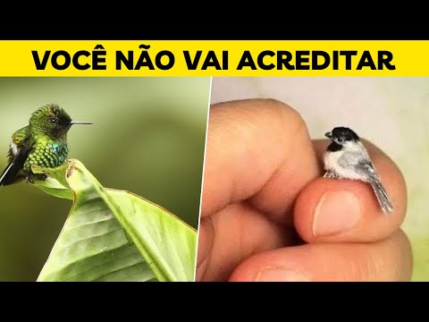 Beija-flor-abelha: O menor pássaro do mundo consegue voar mais rápido do que um carro