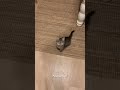 Very Hungry Kitten Pets Translated
