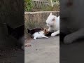 Mother Cat Fights Off Giant Bat