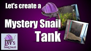 How To Set Up a Mystery Snail Tank: DIY
