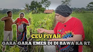 Download lagu CEU PIYAH NIAT NGALA EMES MALAH DI BAWA KA RT || SAONG PANIK KA BABAWA mp3 Download lagu CEU PIYAH NIAT NGALA EMES MALAH DI BAWA KA RT || SAONG PANIK KA BABAWA mp3