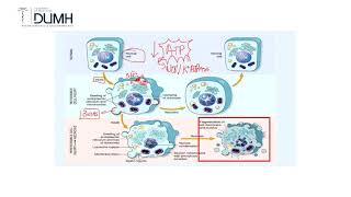 MUERTE CELULAR I APOPTOSIS Y NECROSIS