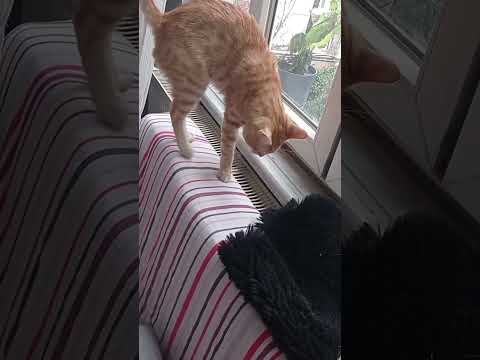 Cat and dog in one frame 😻🐶😍