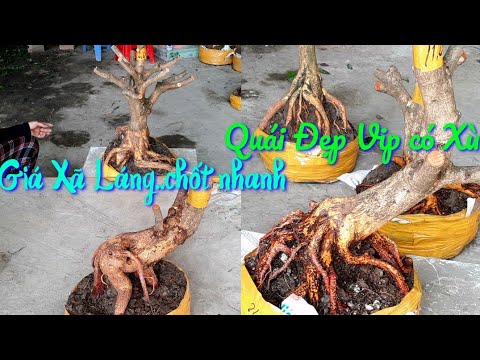 Giá Xã Láng nhanh tay chọn ngày 22/10 📲0826626603 AN. Phôi mai bonsai Đế Quái Vip lực đầy tiềm năng
