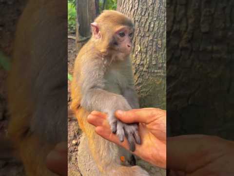Monkey Handshack 🐒🤝🐵🙉😱 #youtubeshorts #shorts #monkey #ytshorts #shortsfeed #handshake