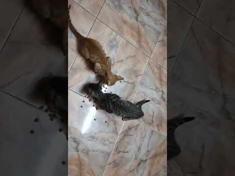 kitten #cat #browncat #kitten #catlover #orangecat #greycats