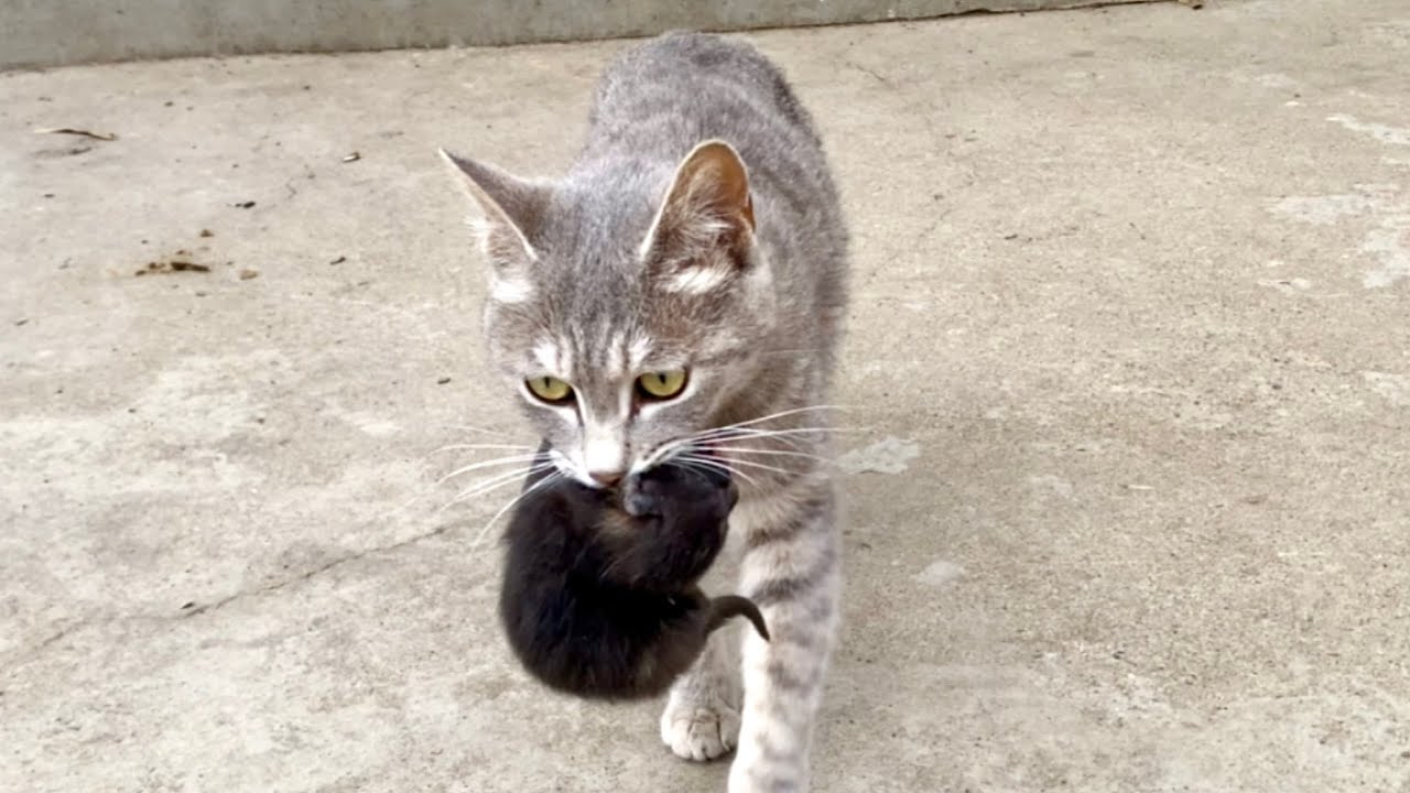 I'm so shocked! A stray cat 😽brought her newborn kittens to my house asking for shelter.🐈😽🥰😘❤