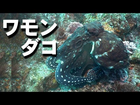 ワモンダコ