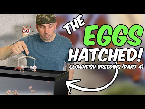 My FIRST Successful Clownfish Hatch & Tough Lessons Learned - Clownfish Breeding Part 4