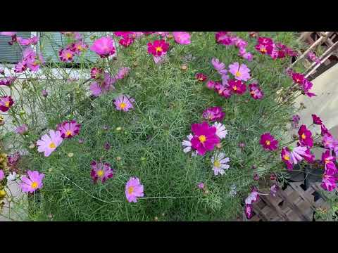 Cosmos timelapse! Seed to full bloom - 4 months in 2 mins. See description for dates/details