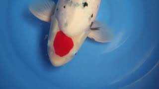 video van Tancho Sanke 2302013