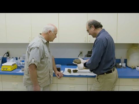 Why Do We Find Soft Tissue in Dinosaur Bones That Are "Millions of Years Old"?