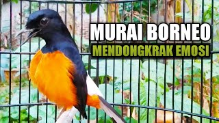 Download lagu BORNEO BUNYI EMOSI // AMPUH BIKIN MURAI BATU LAIN JADI NYAUT GACOR mp3