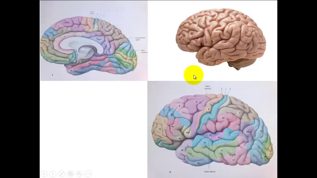 CÓRTEX CEREBRAL PARTE 3 - ÁREAS DE ASSOCIAÇÃO