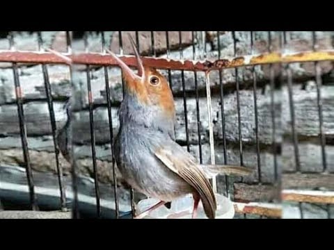 Prenjak Novyj Trend Smotret Onlajn Na Sajte Trendovi Ru