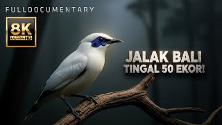 Download lagu BURUNG JALAK BALI: TERNYATA INI PENYEBAB JALAK BALI HAMPIR PUNAH! | BURUNG ENDEMIK HAMPIR PUNAH mp3 Download lagu BURUNG JALAK BALI: TERNYATA INI PENYEBAB JALAK BALI HAMPIR PUNAH! | BURUNG ENDEMIK HAMPIR PUNAH mp3