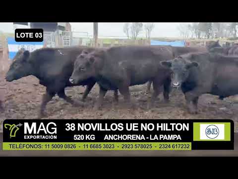 Lote 38 Novillo Exportacion UE NO HILTON en Tomas M. de Anchorena, La Pampa