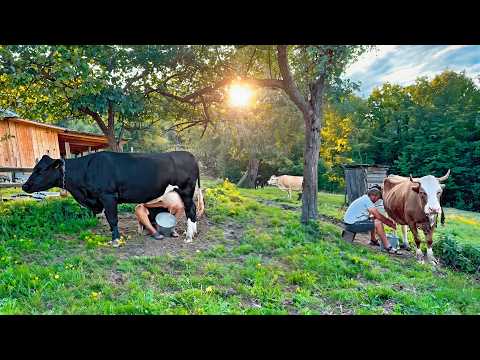 Traditional Skills of Ukrainian Villagers: From Cows to Homemade Cheese