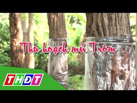 THDT - Ngõ ngách miền Tây - Thu hoạch mủ trôm