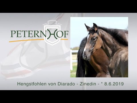 Hengstfohlen von Diarado x Zinedine