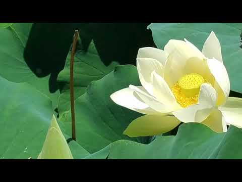 Week 1 - MN 24 Rathavinita Sutta, "The Relay Chariots." (An Exploration with Q&A)