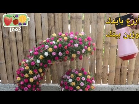 , title : 'ابداع فيه فن في تنسيق زراعه زهرة الصباح'