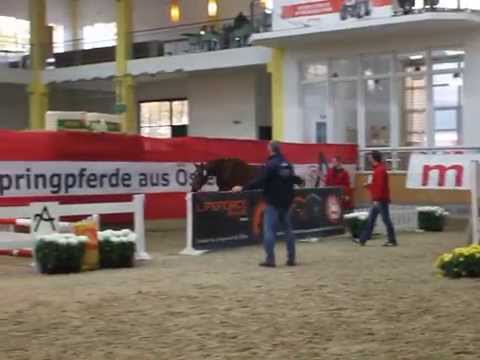 Zweijähriger Freispringsieger 2015 - Canina v. Con Chello-Casinos