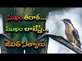 జీవిత సత్యాలు 376 మంచి మాటలు Inspirational Quotes Motivati