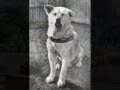 Hachiko 