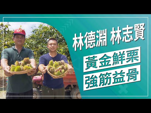 栗子 樹