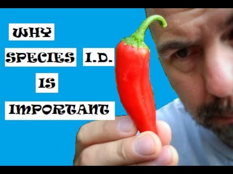 Why Pepper Species I.D. Is Important
