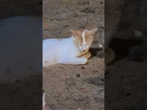 YouTube video about: What do kitty cats like to eat for breakfast?