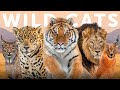 All 40 Species of Wild Cat (Organised by Lineage)