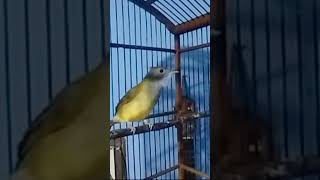 Download lagu Cucak Jenggot betina gacor mp3