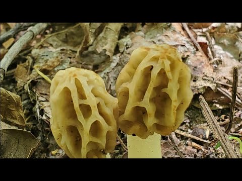 Morel Mushrooms Cooked Perfectly With Eggs For Breakfast Sandwich. Sautéed With Eggs.  Brain Slapper