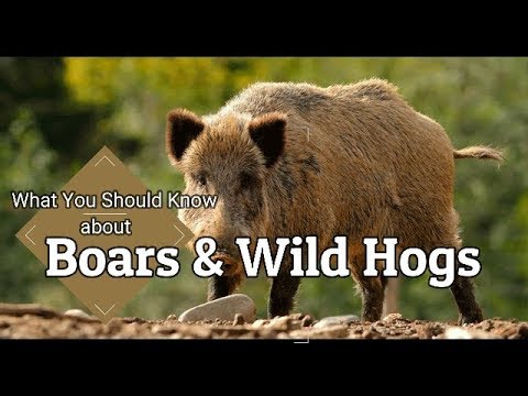 image-What is difference between a hog and a pig?