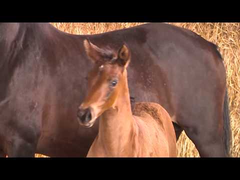 Abendglück von Lossow - Tanzmeister I - Gharib ox