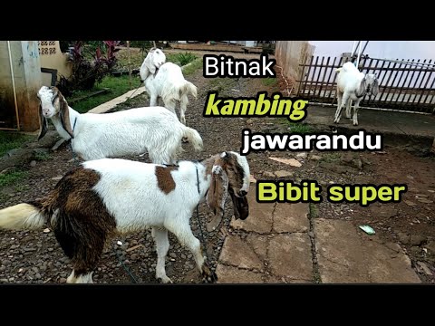 UPDATE HARGA KAMBING JAWARANDU BITNAK