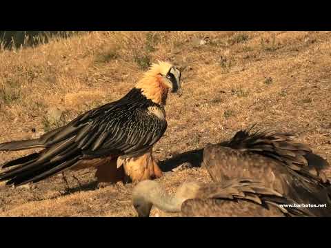 QUEBRANTAHUESOS | BEARDED VULTURE | Gypaetus barbatus 4 K