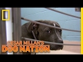 Comforting a Scared Dog | Cesar Millan's Dog Nation