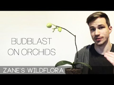 , title : 'Bud Blast on Orchids Explained'