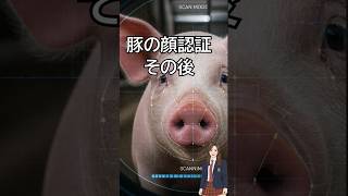 「豚の顔認証」アリババも参入した年間7億頭の巨大市場 最先端AIよりアナログが選ばれる結果に