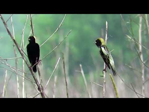 Bobolink ryžový (Dolichonyx oryzivorus) — spev a hlas v prírode