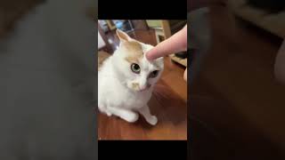 Download lagu momen lucu kucing di ruqyah sama majikanya 🤣#kucing #kucinglucu #kucingimut #videokucing mp3