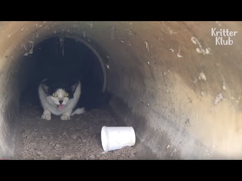 Cat Dragging Her Legs Is Hit By A Car And Fears Going Outside Again | Animal in Crisis EP63