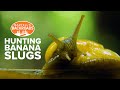 It's slime time! Hunting banana slugs in Santa Cruz, California | Bartell's Backroads