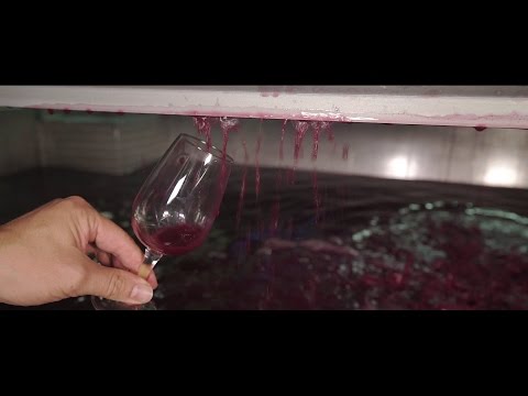 Vinification du Beaujolais Nouveau 2016 - Une course contre la montre