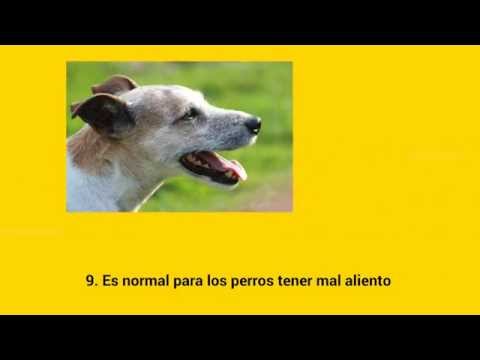 5 Curiosidades caninas con fundamento